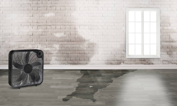 Best Water damage restoration near me  in Daniels, WV