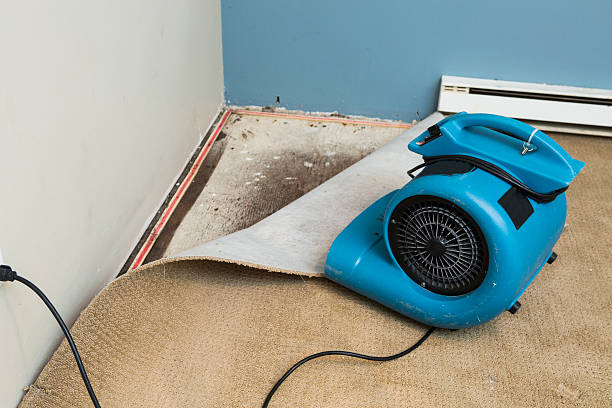 Best Mold removal after water damage  in Daniels, WV